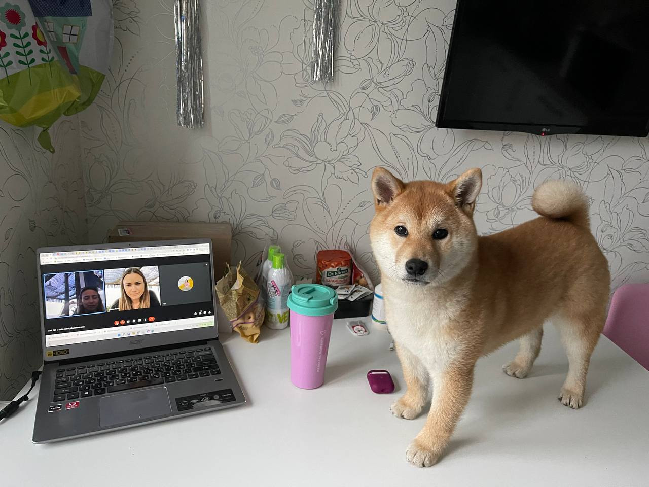 сиба питомник Рубилайт щенки на продажу rubylight  сиба щенки купить Шиба сиба-ину