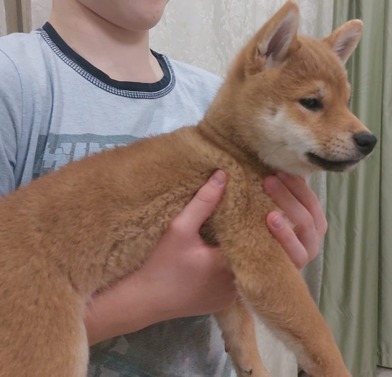 сиба питомник Рубилайт щенки на продажу rubylight  сиба щенки купить