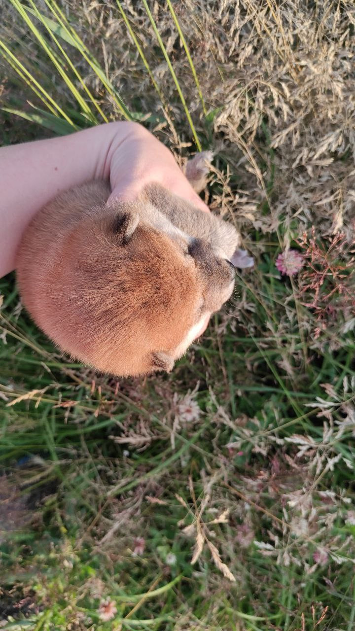 сиба питомник Рубилайт щенки на продажу rubylight  сиба щенки купить Шиба сиба-ину