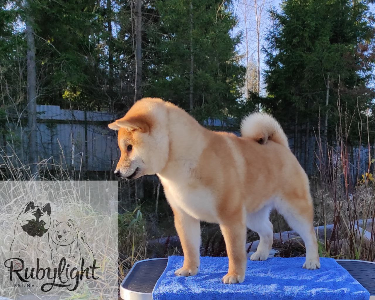 Сиба Rubylight Qiwi питомник Рубилайт 