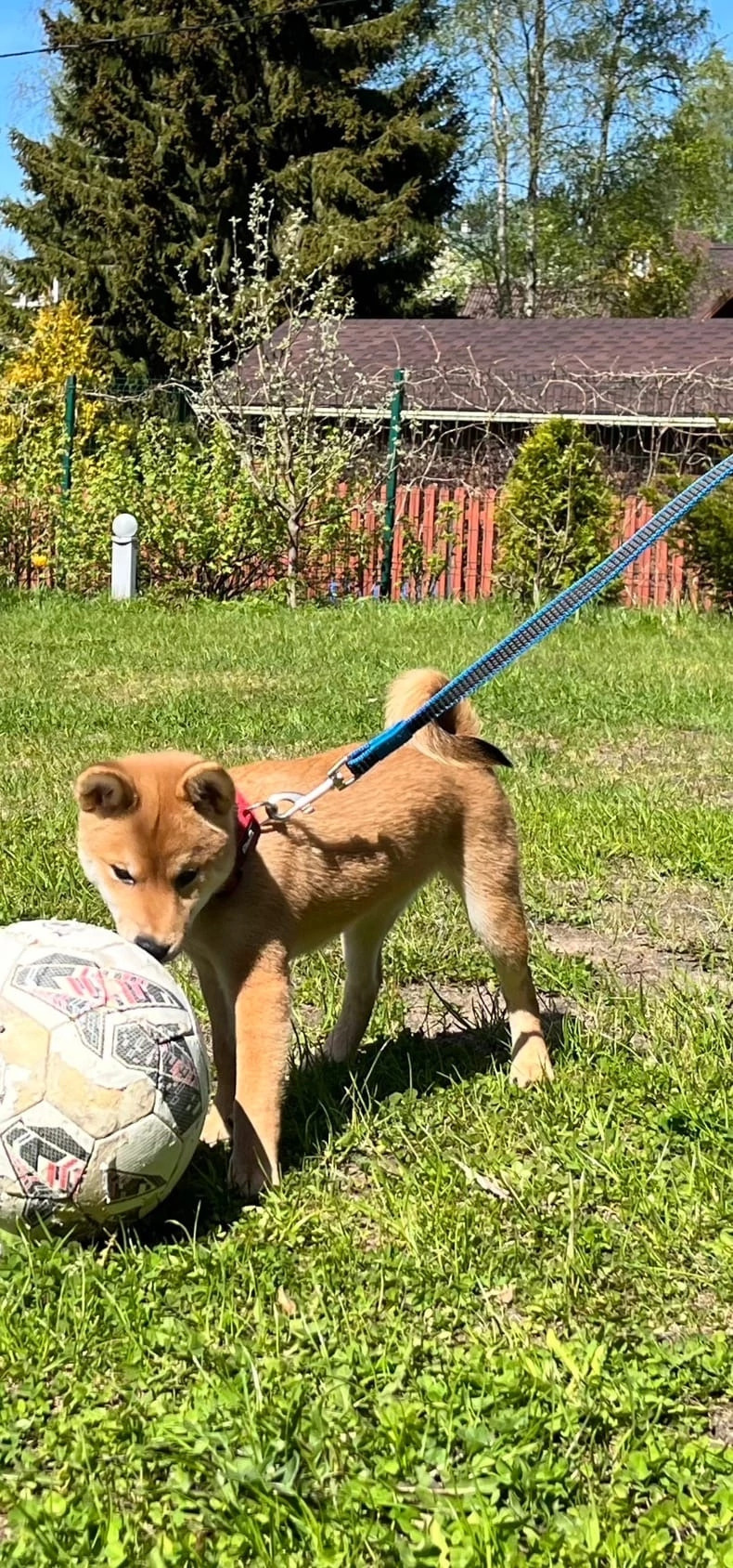 сиба питомник Рубилайт щенки на продажу rubylight  сиба щенки купить