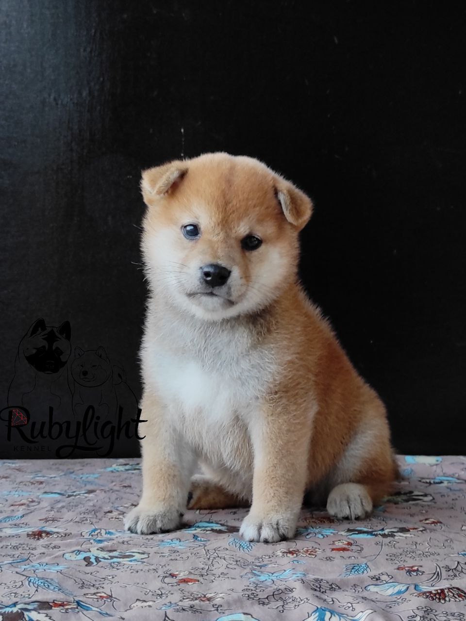 сиба питомник Рубилайт щенки на продажу rubylight  сиба щенки купить Шиба сиба-ину