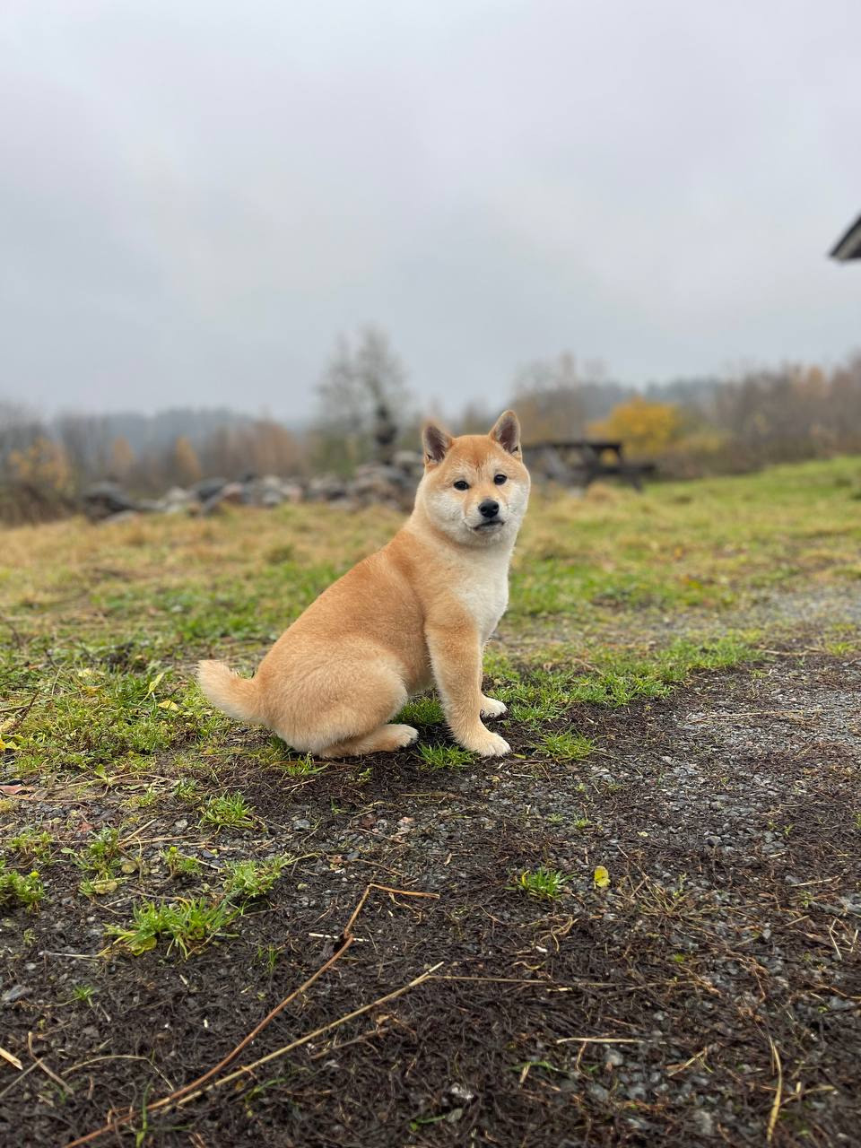 сиба питомник Рубилайт щенки на продажу rubylight  сиба щенки купить Шиба сиба-ину