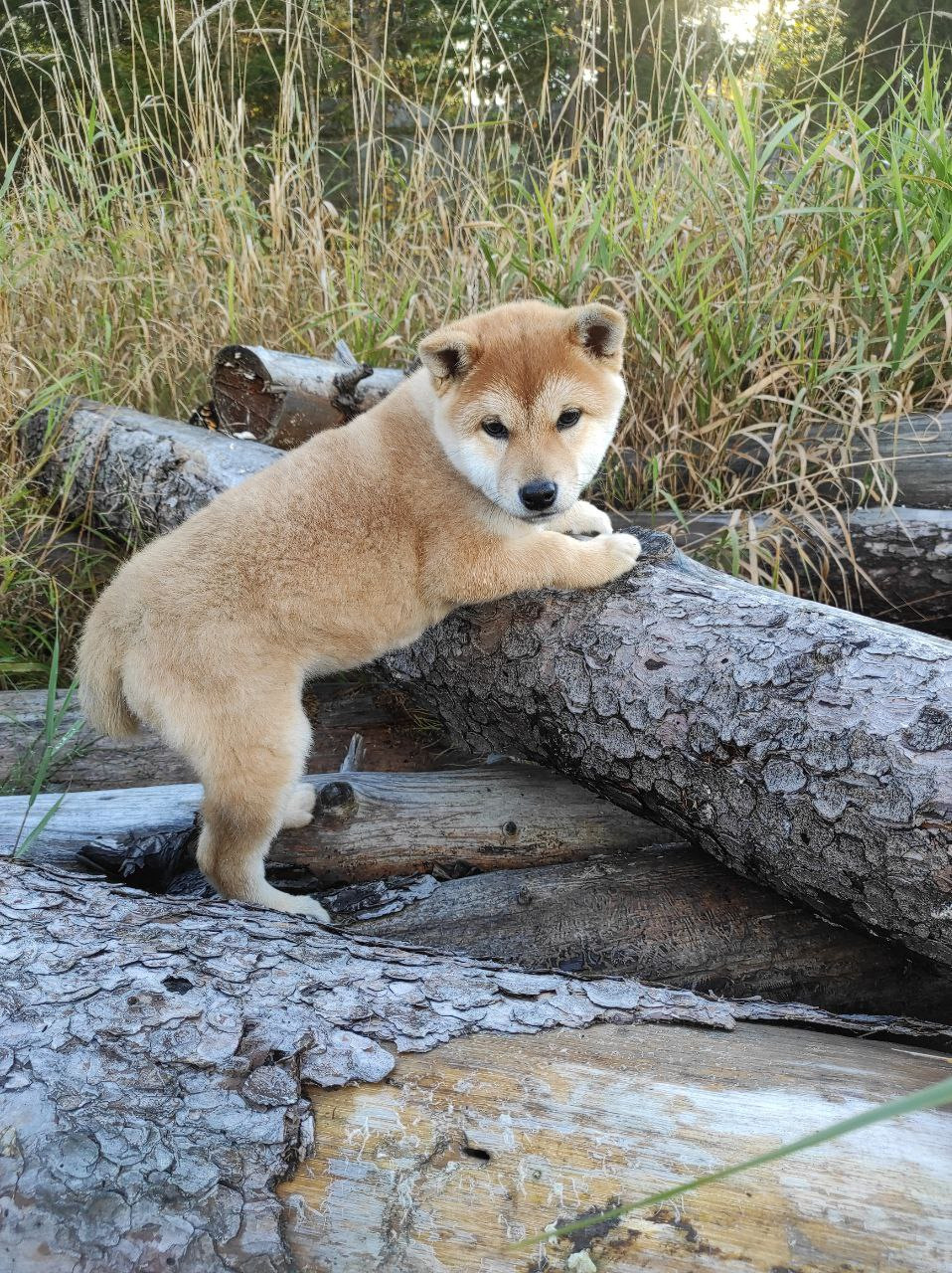 сиба питомник Рубилайт щенки на продажу rubylight  сиба щенки купить Шиба сиба-ину