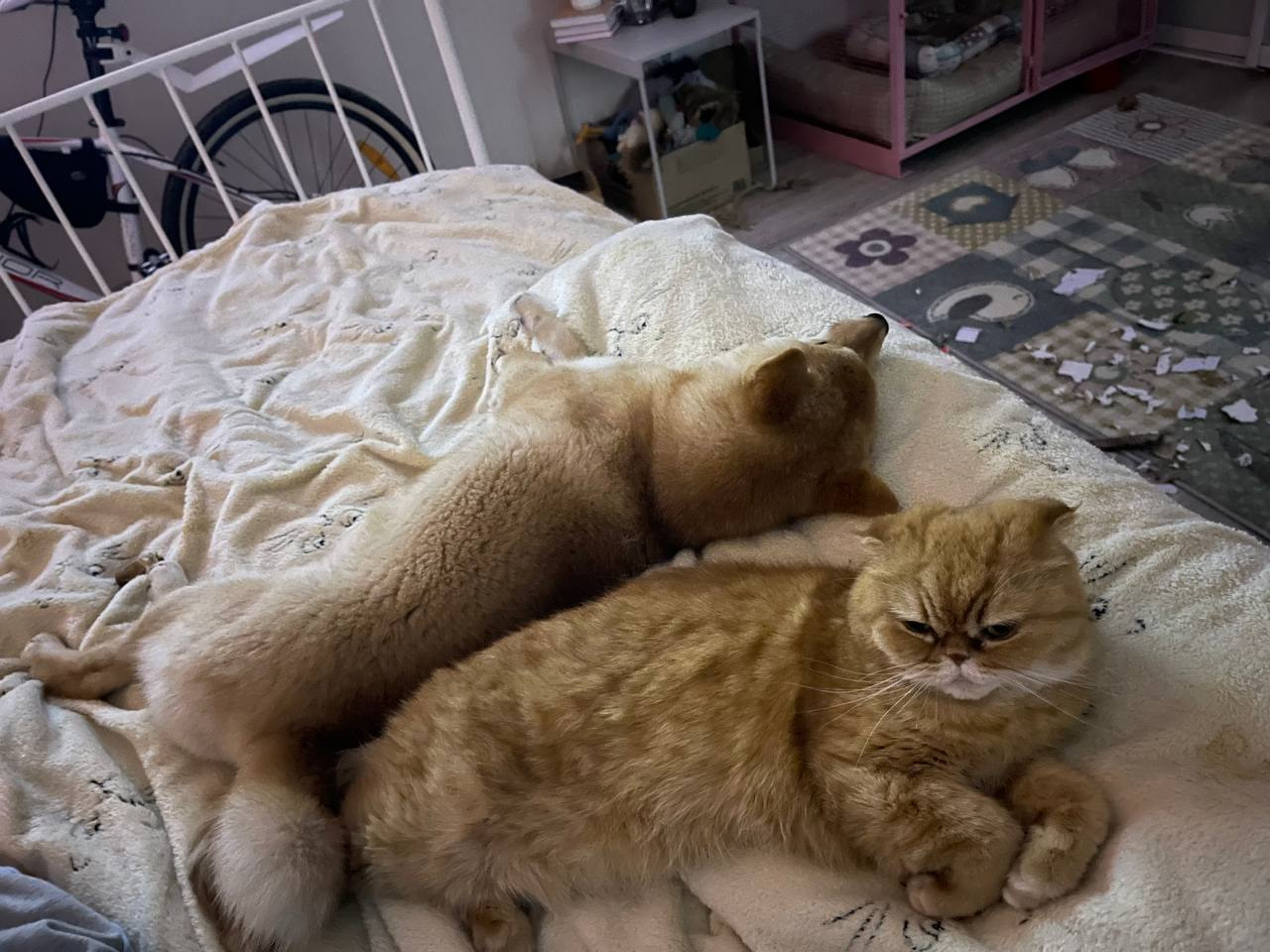 сиба питомник Рубилайт щенки на продажу rubylight  сиба щенки купить Шиба сиба-ину