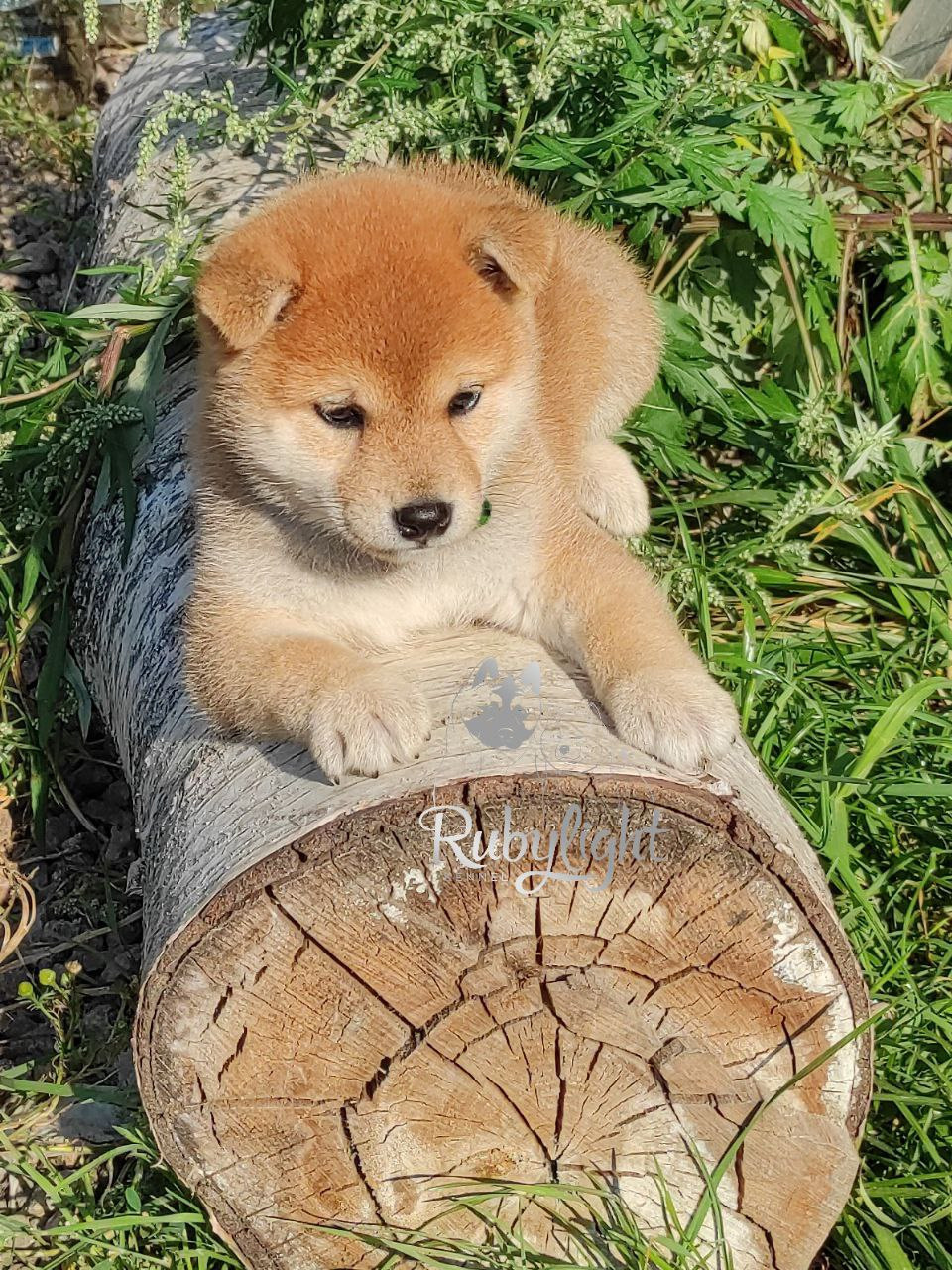 сиба питомник Рубилайт щенки на продажу rubylight  сиба щенки купить Шиба сиба-ину