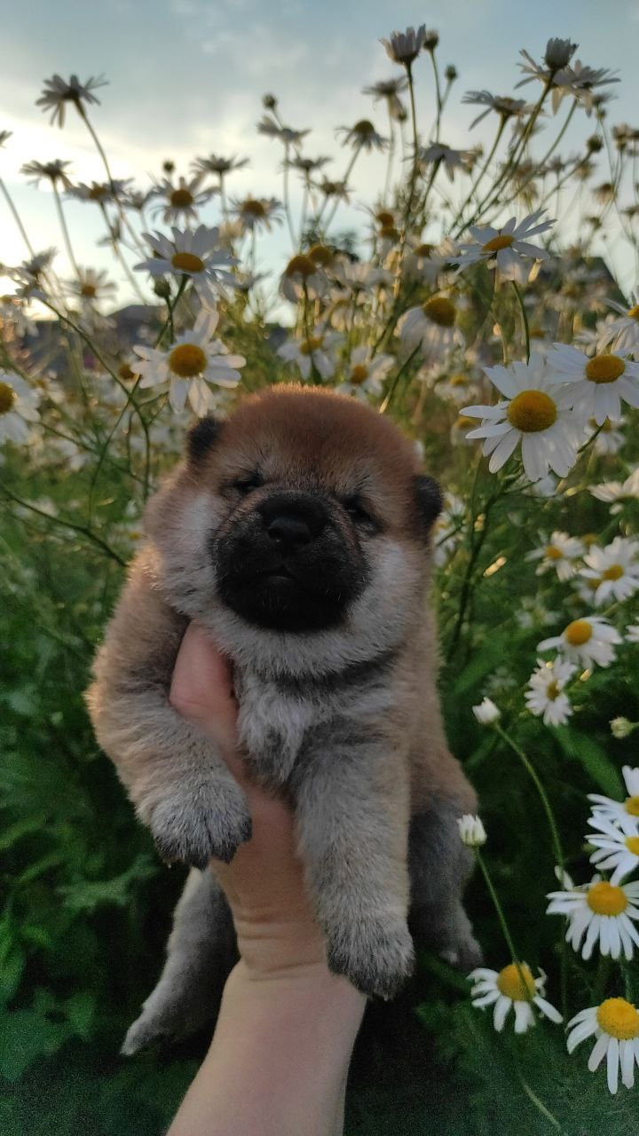 Сиба Rubylight Qiwi питомник Рубилайт 