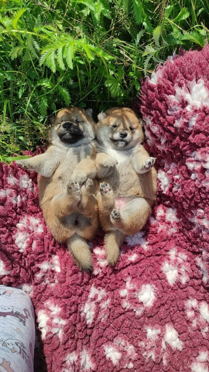 Сиба питомник Рубилайт помет Q