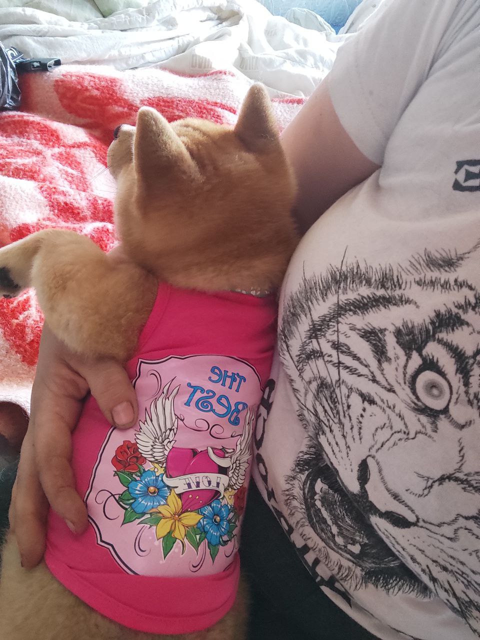 Сиба Rubylight Qiwi питомник Рубилайт 