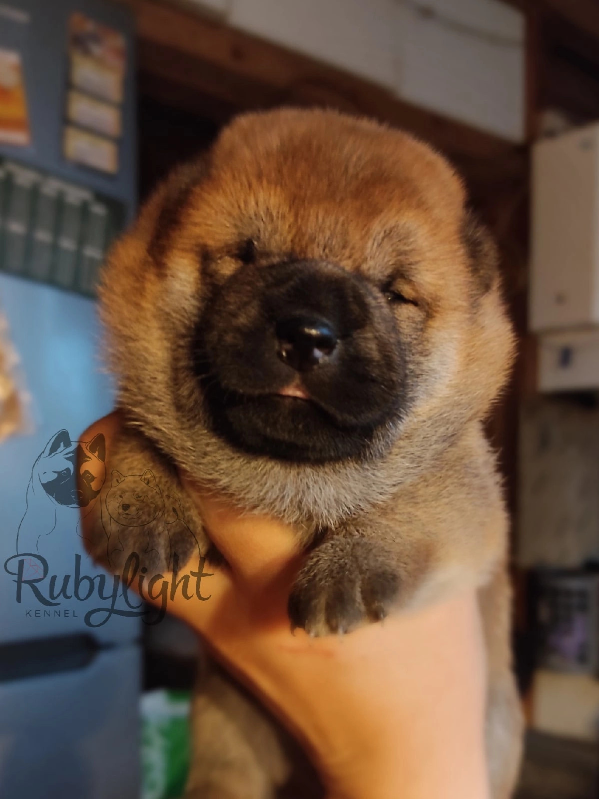 сиба питомник Рубилайт щенки на продажу rubylight  сиба щенки купить Шиба сиба-ину
