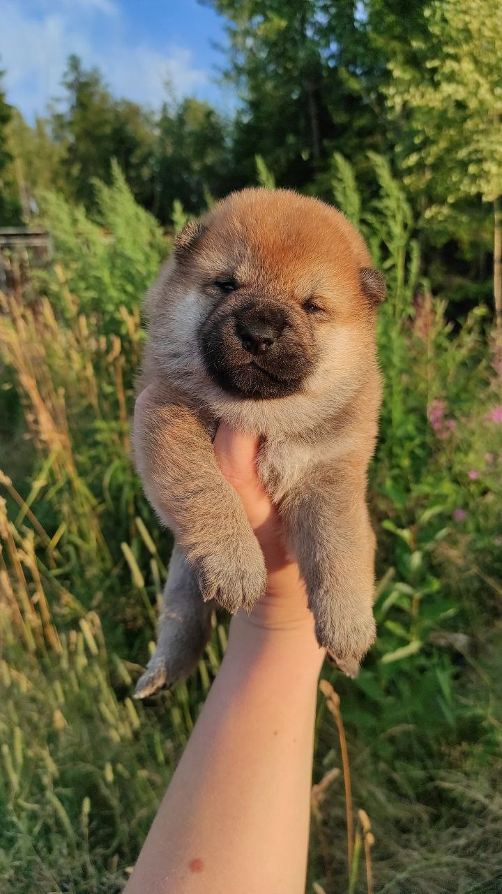 Сиба Rubylight Qiwi питомник Рубилайт 