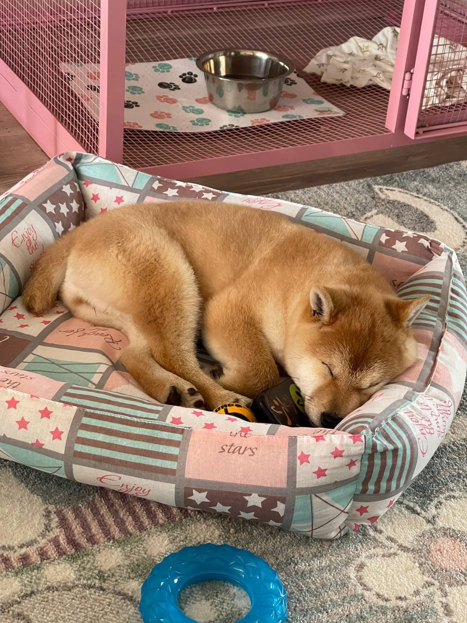 сиба питомник Рубилайт щенки на продажу rubylight  сиба щенки купить Шиба сиба-ину