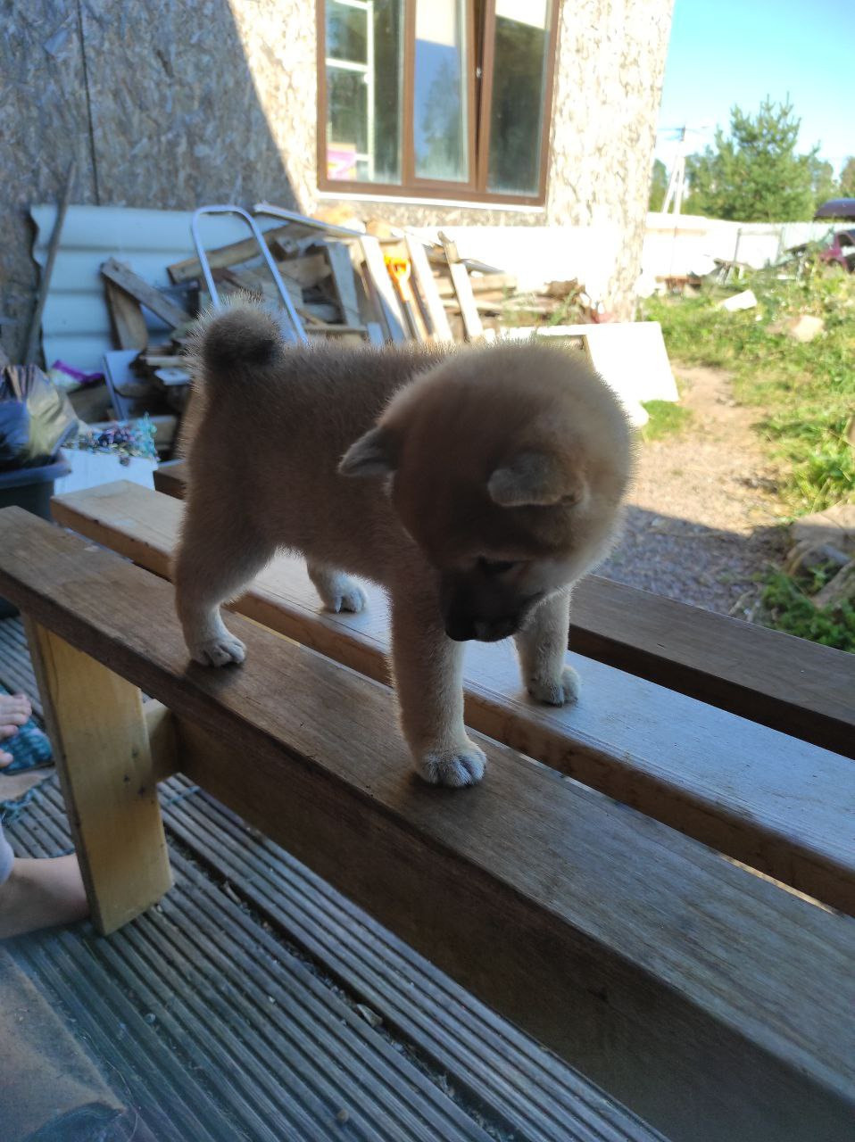 Сиба Rubylight Qiwi питомник Рубилайт 