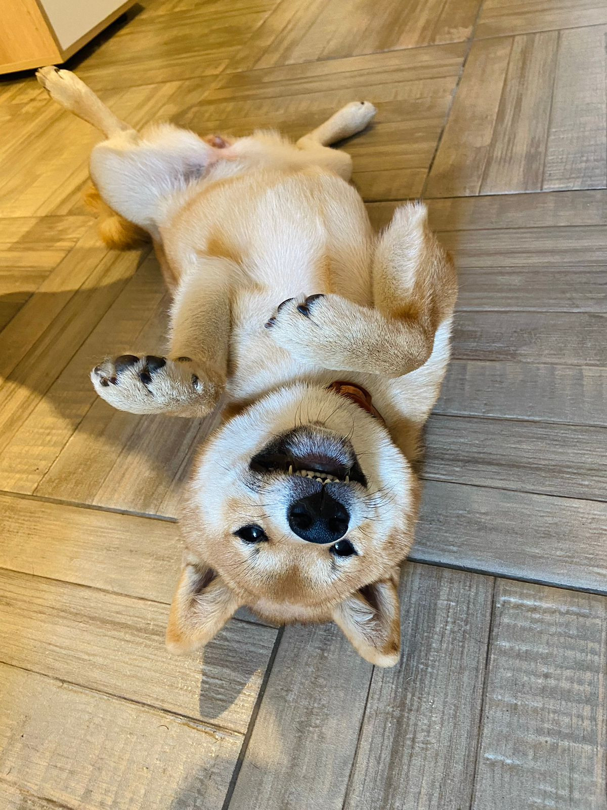 сиба питомник Рубилайт щенки на продажу rubylight  сиба щенки купить