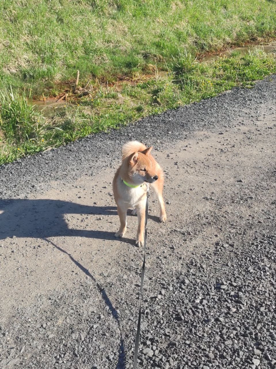 Rubylight Chester сиба питомник Рубилайт 