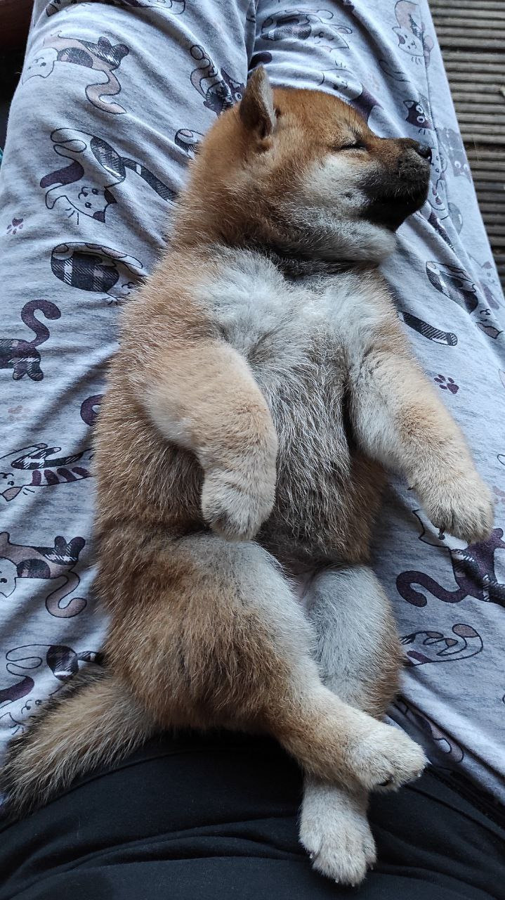 Сиба Rubylight Qiwi питомник Рубилайт 