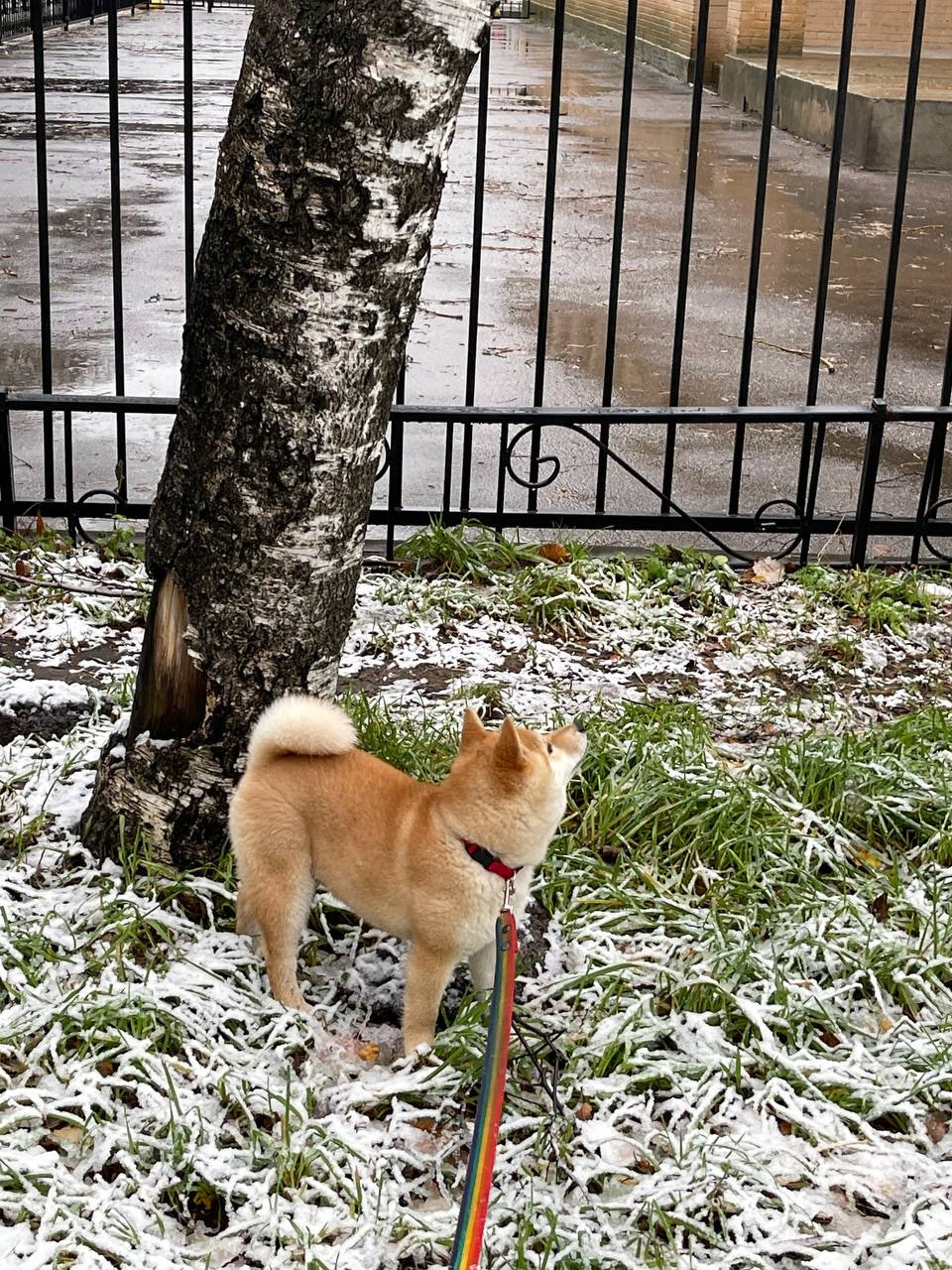 сиба питомник Рубилайт щенки на продажу rubylight  сиба щенки купить Шиба сиба-ину