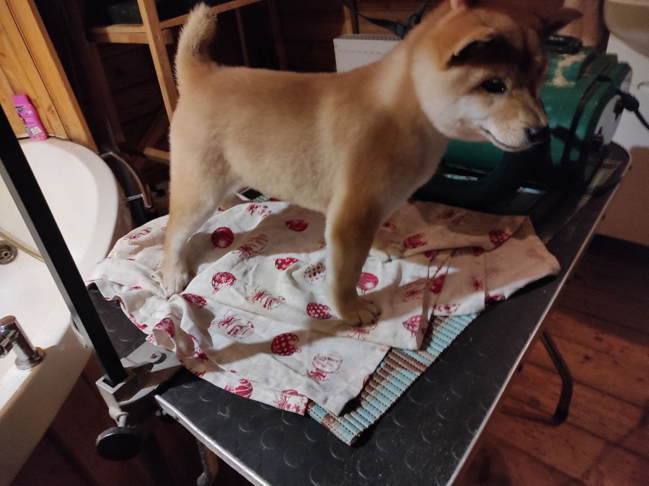 сиба питомник Рубилайт щенки на продажу rubylight  сиба щенки купить Шиба сиба-ину