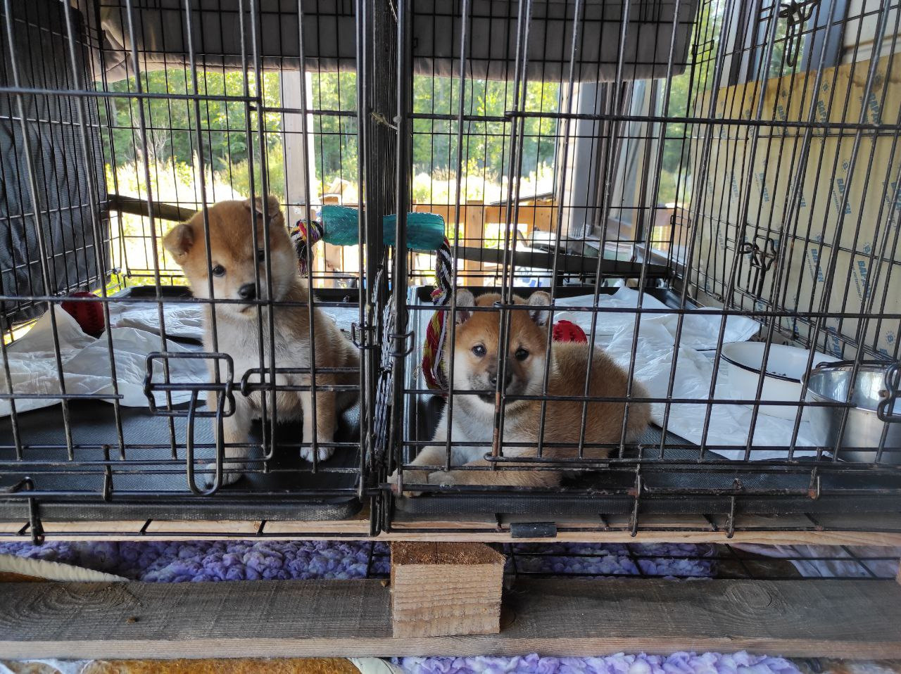 Сиба питомник Рубилайт помет Q