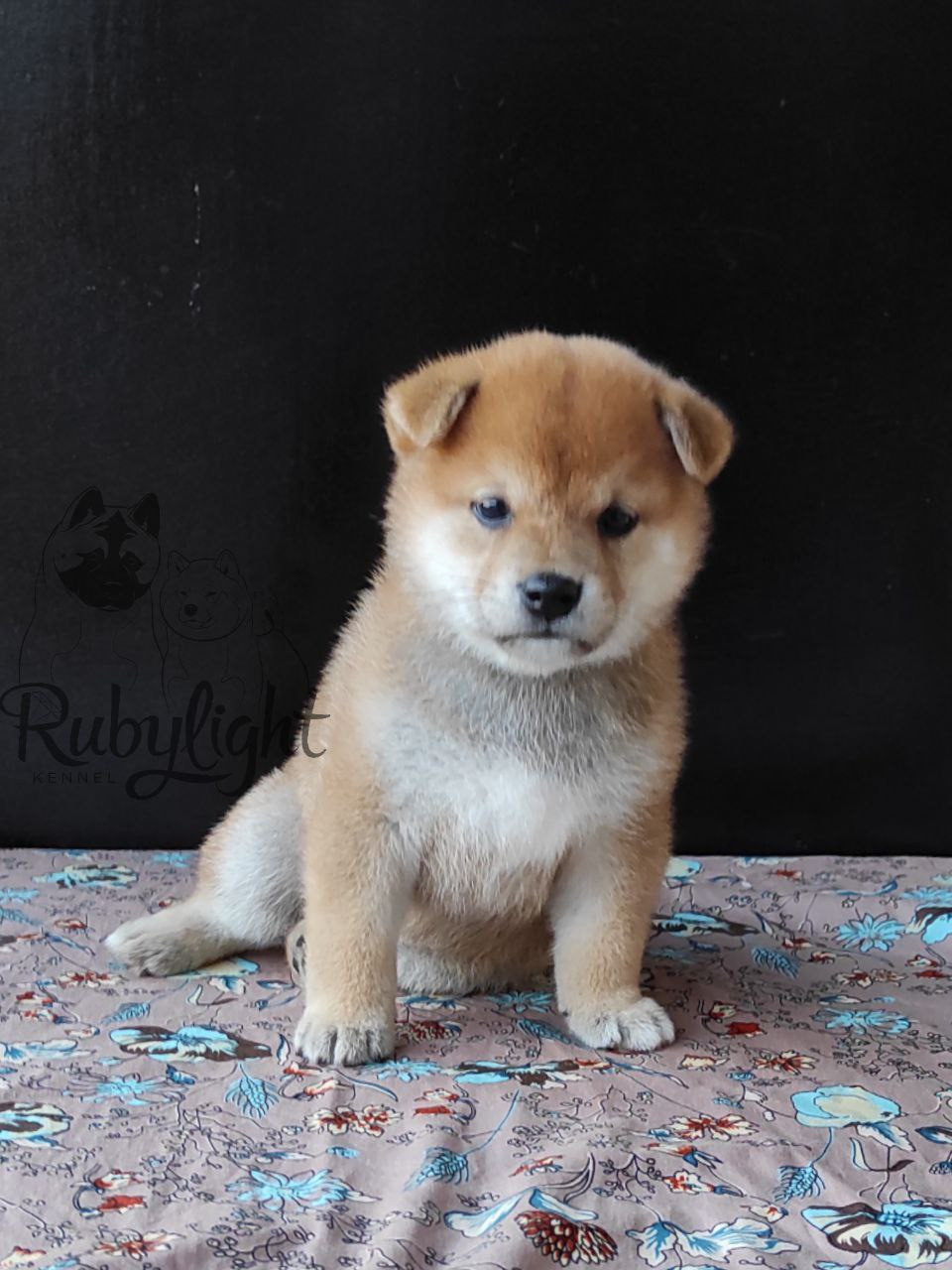 сиба питомник Рубилайт щенки на продажу rubylight  сиба щенки купить Шиба сиба-ину