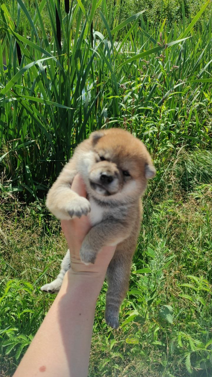 сиба питомник Рубилайт щенки на продажу rubylight  сиба щенки купить Шиба сиба-ину