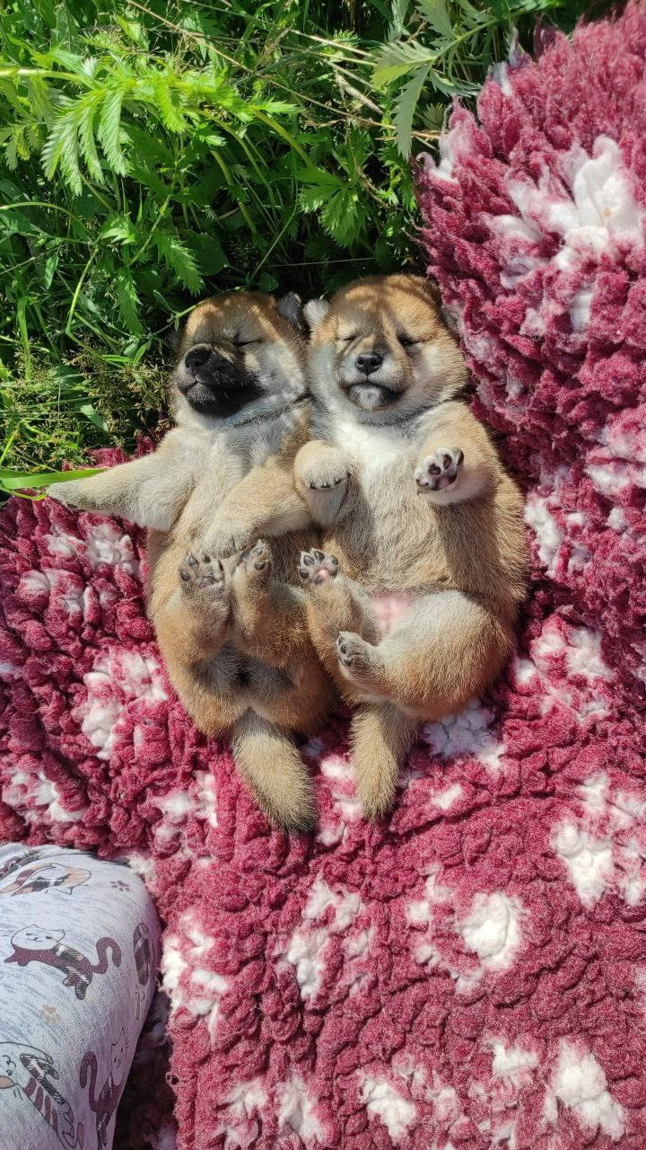 Сиба питомник Рубилайт помет Q