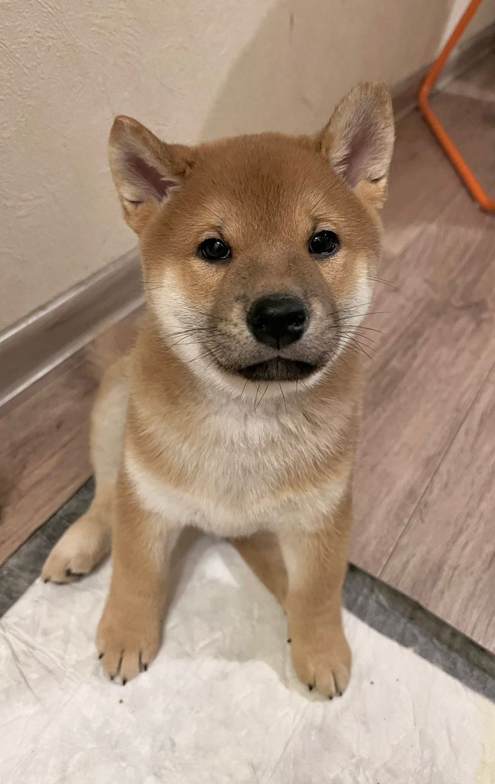 сиба питомник Рубилайт щенки на продажу rubylight  сиба щенки купить Шиба сиба-ину