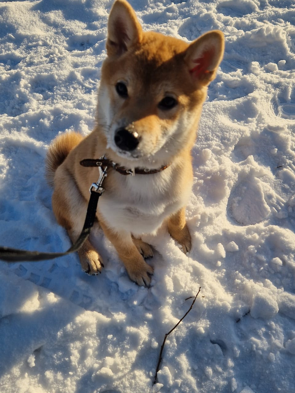 RUBYLIGHT Rika сиба питомник Рубилайт 