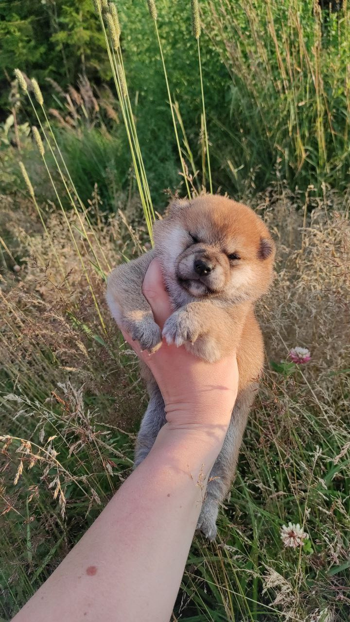 сиба питомник Рубилайт щенки на продажу rubylight  сиба щенки купить Шиба сиба-ину