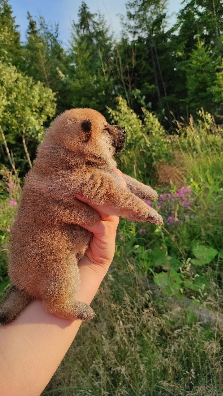 Сиба Rubylight Qiwi питомник Рубилайт 