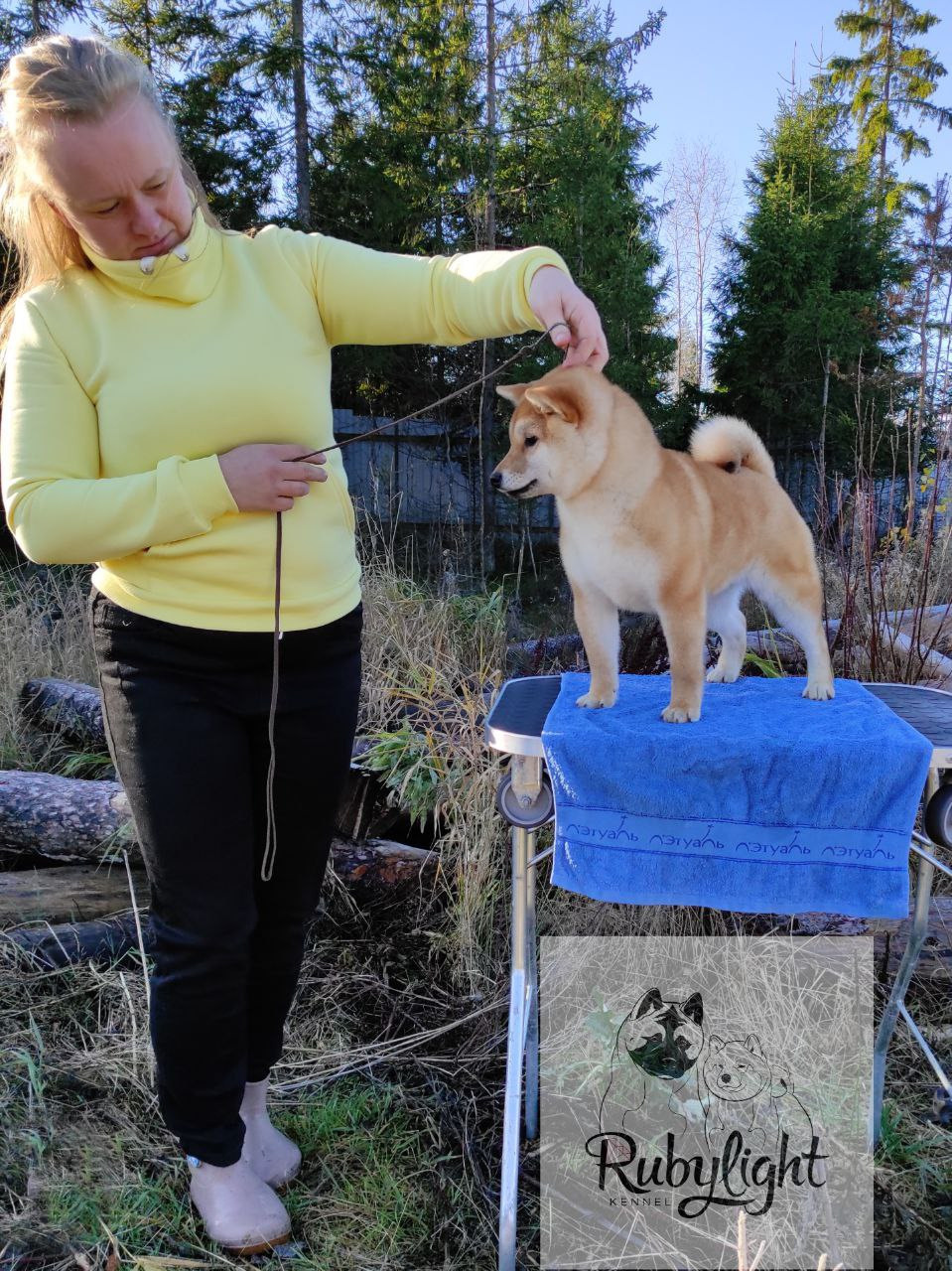 Сиба Rubylight Qiwi питомник Рубилайт 