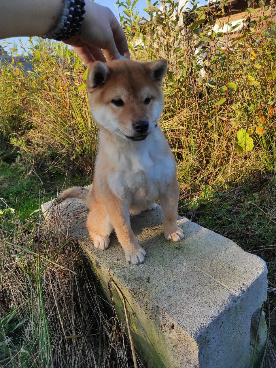 Сиба Rubylight Qiwi питомник Рубилайт 