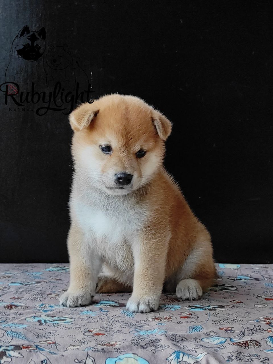 сиба питомник Рубилайт щенки на продажу rubylight  сиба щенки купить Шиба сиба-ину