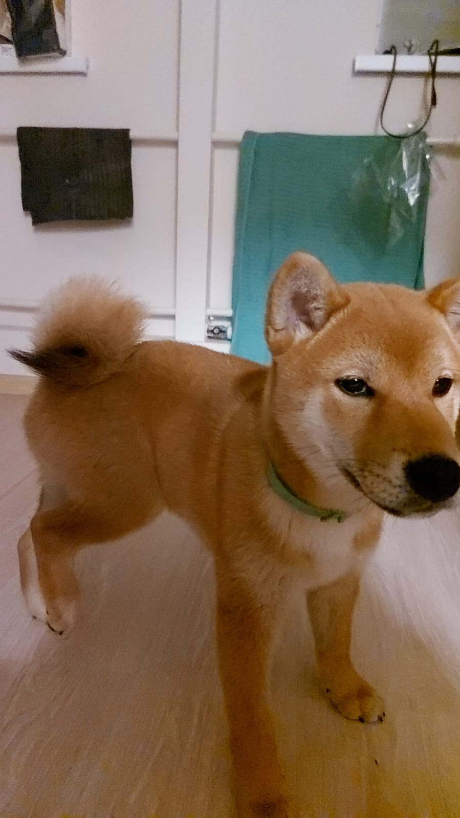 Сиба RUBYLIGHT Taddeus питомник Рубилайт 