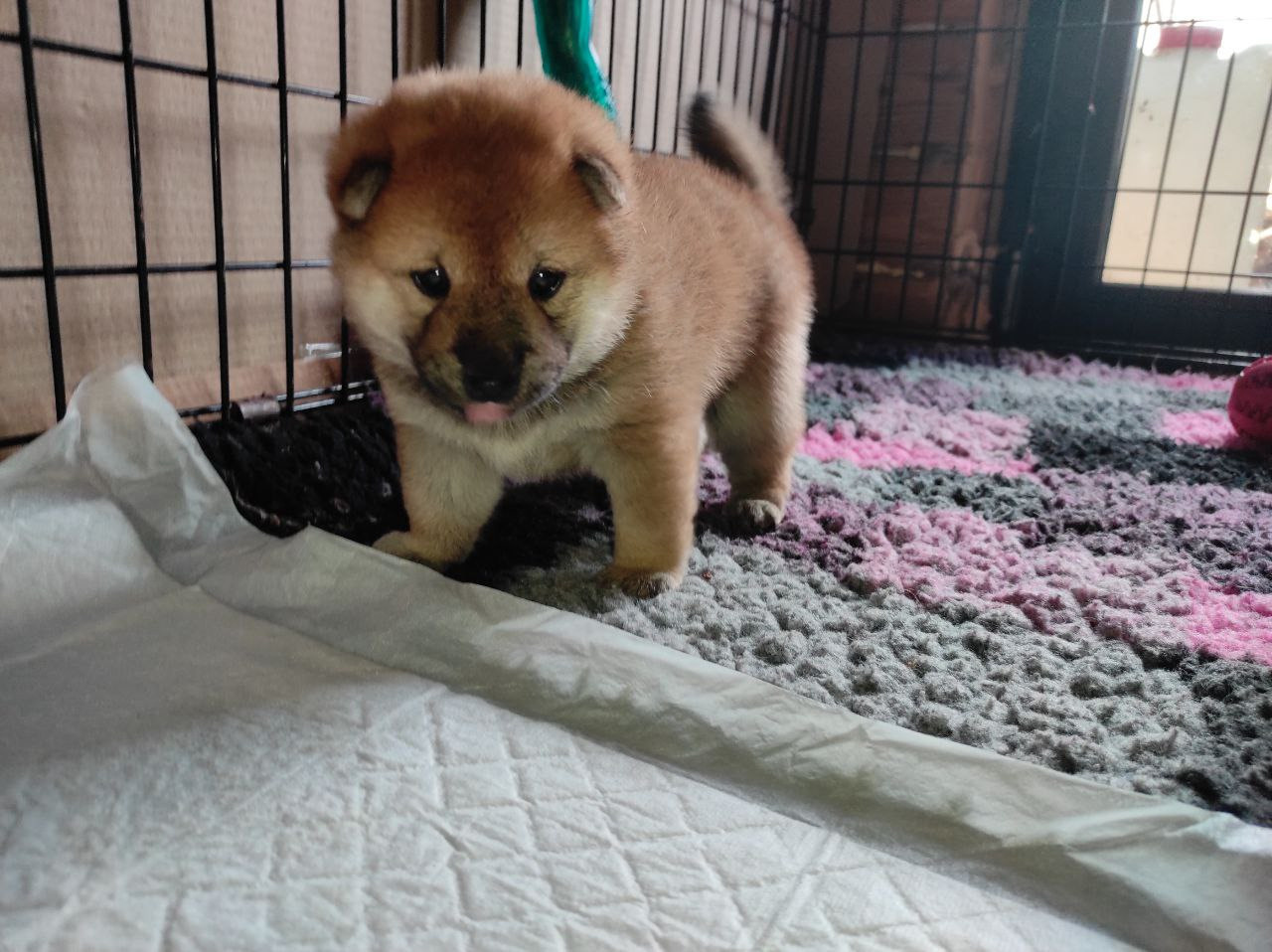 Сиба Rubylight Qiwi питомник Рубилайт 