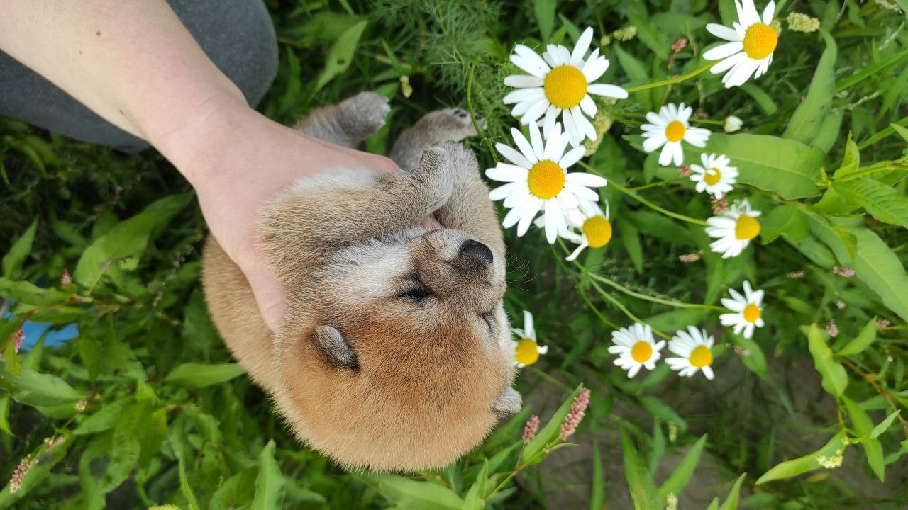 сиба питомник Рубилайт щенки на продажу rubylight  сиба щенки купить Шиба сиба-ину