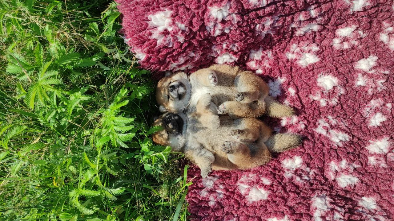 Сиба питомник Рубилайт помет Q