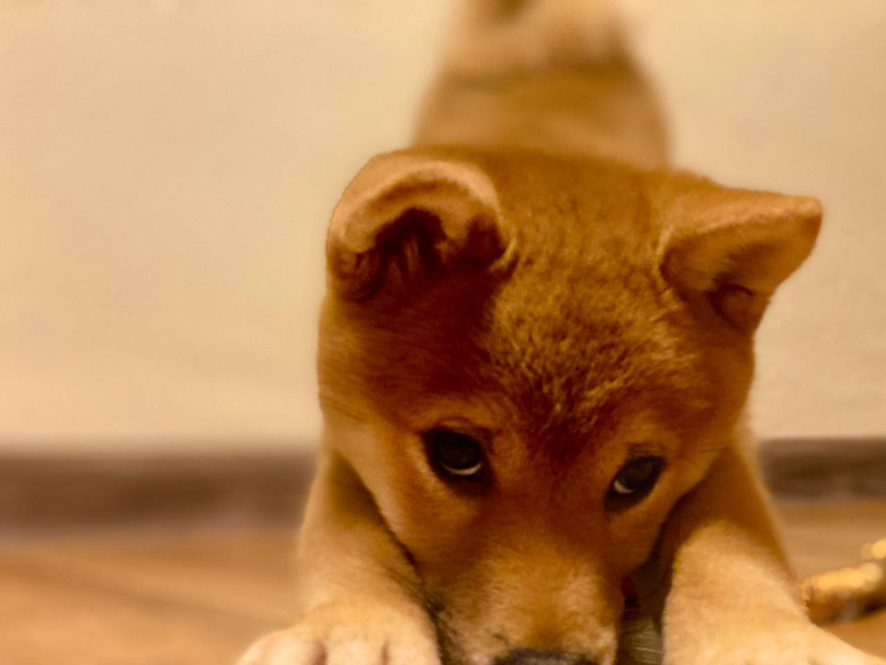 сиба питомник Рубилайт щенки на продажу rubylight  сиба щенки купить Шиба сиба-ину