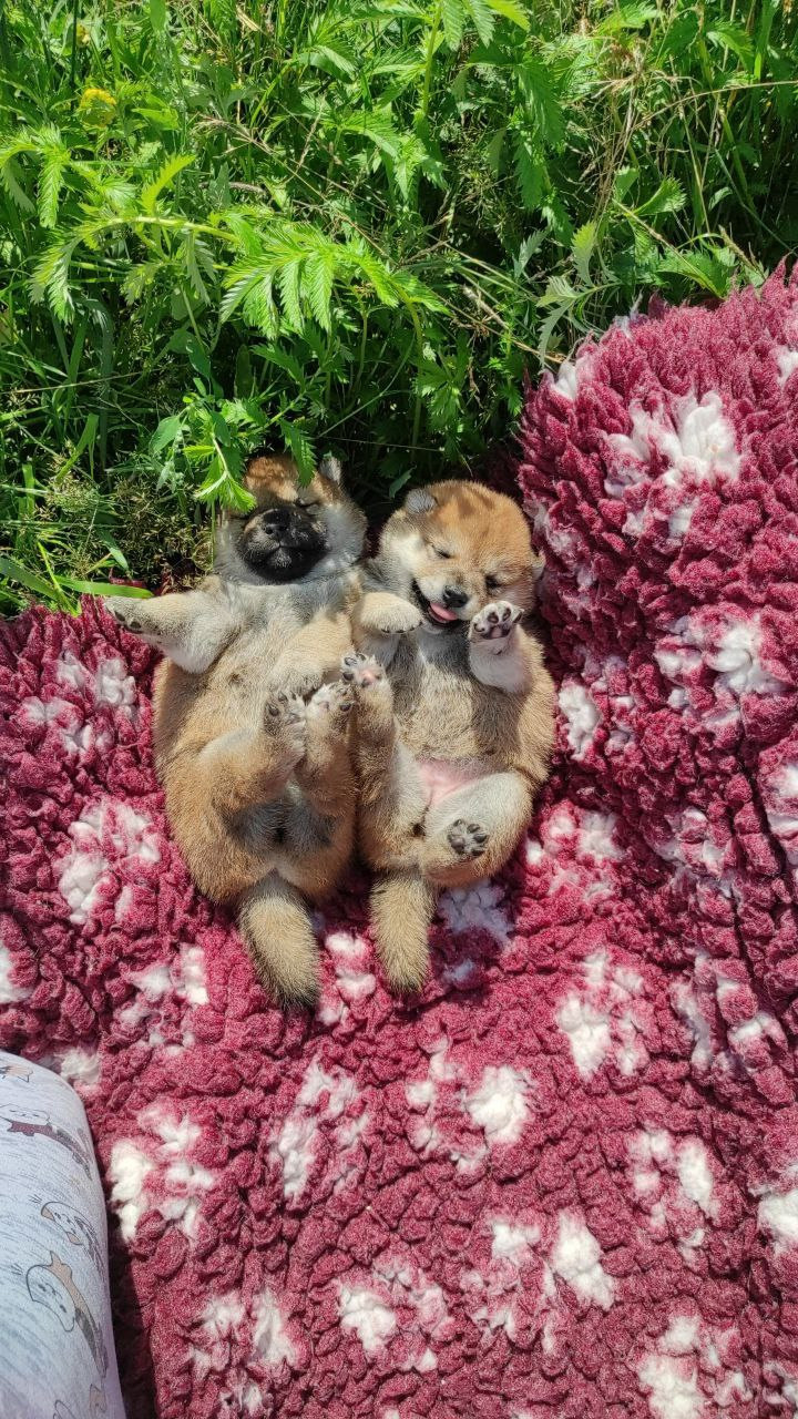 Сиба питомник Рубилайт помет Q