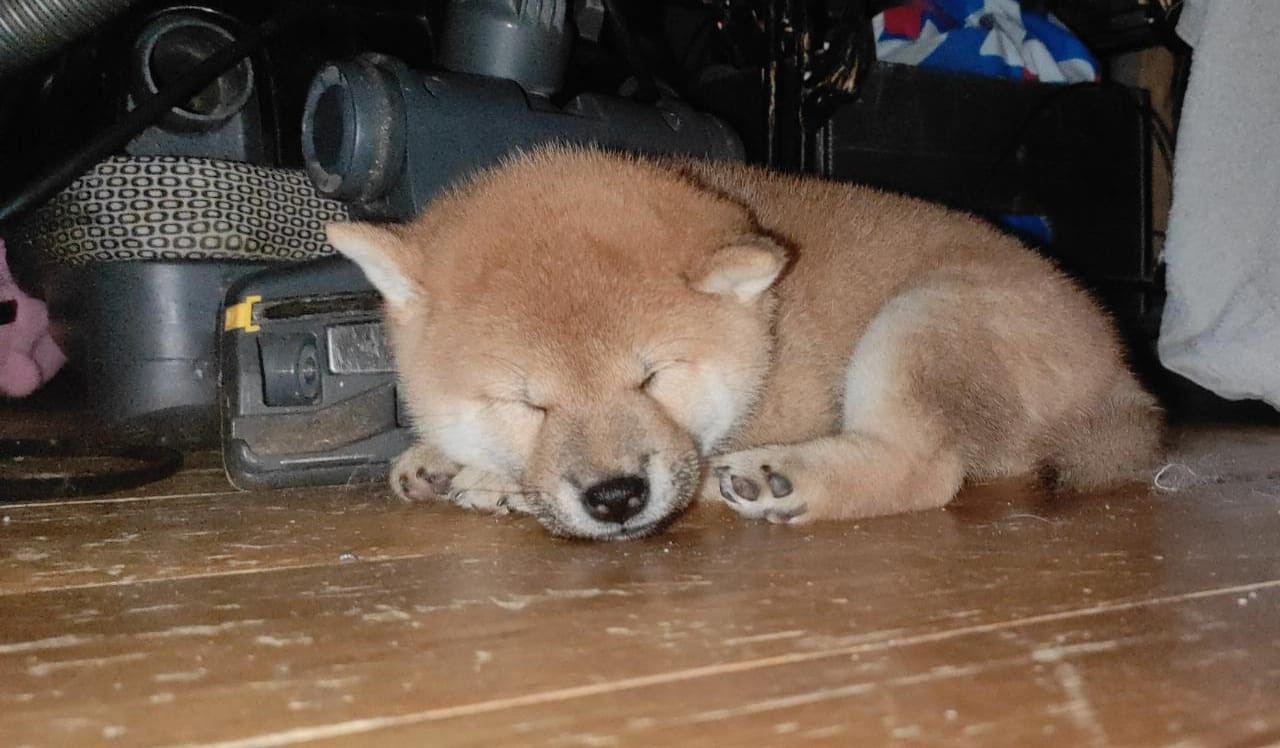 сиба питомник Рубилайт щенки на продажу rubylight  сиба щенки купить