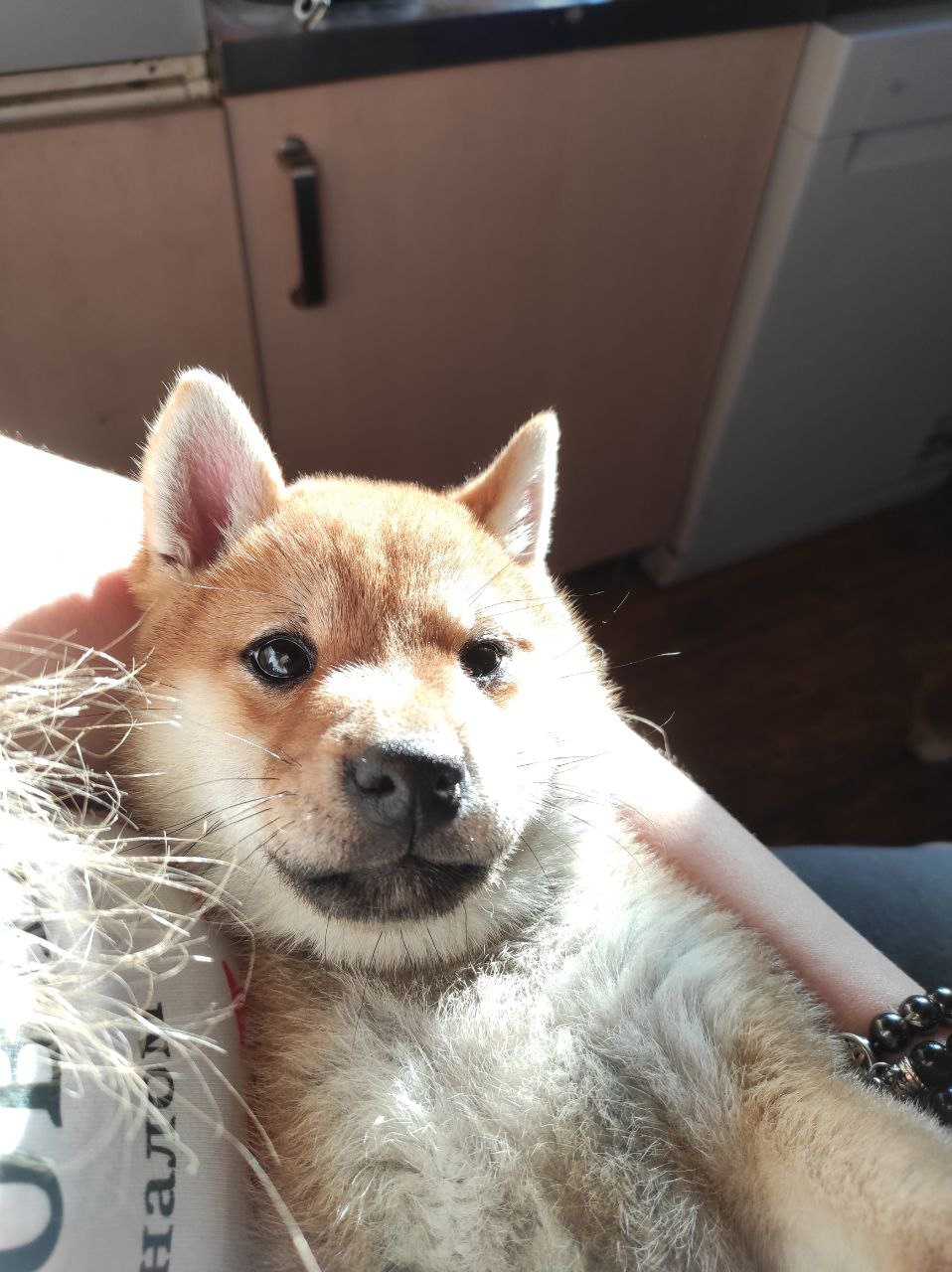 Сиба Rubylight Qiwi питомник Рубилайт 