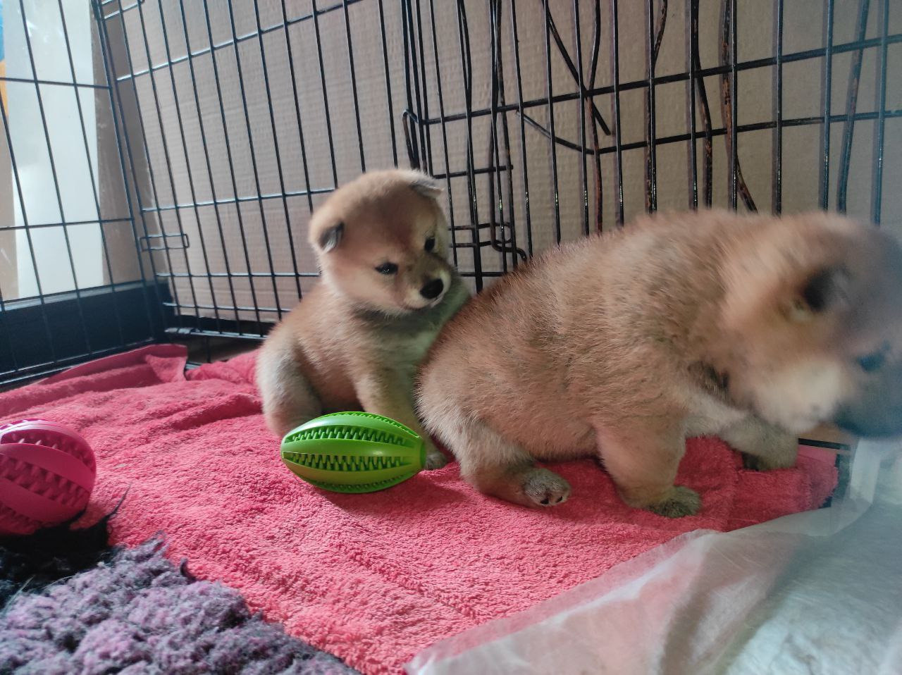 Сиба питомник Рубилайт помет Q