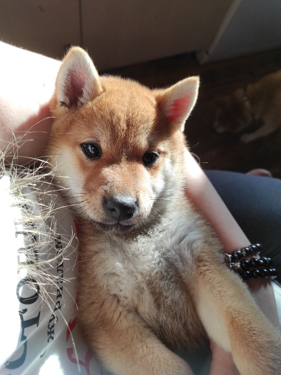 Сиба Rubylight Qiwi питомник Рубилайт 