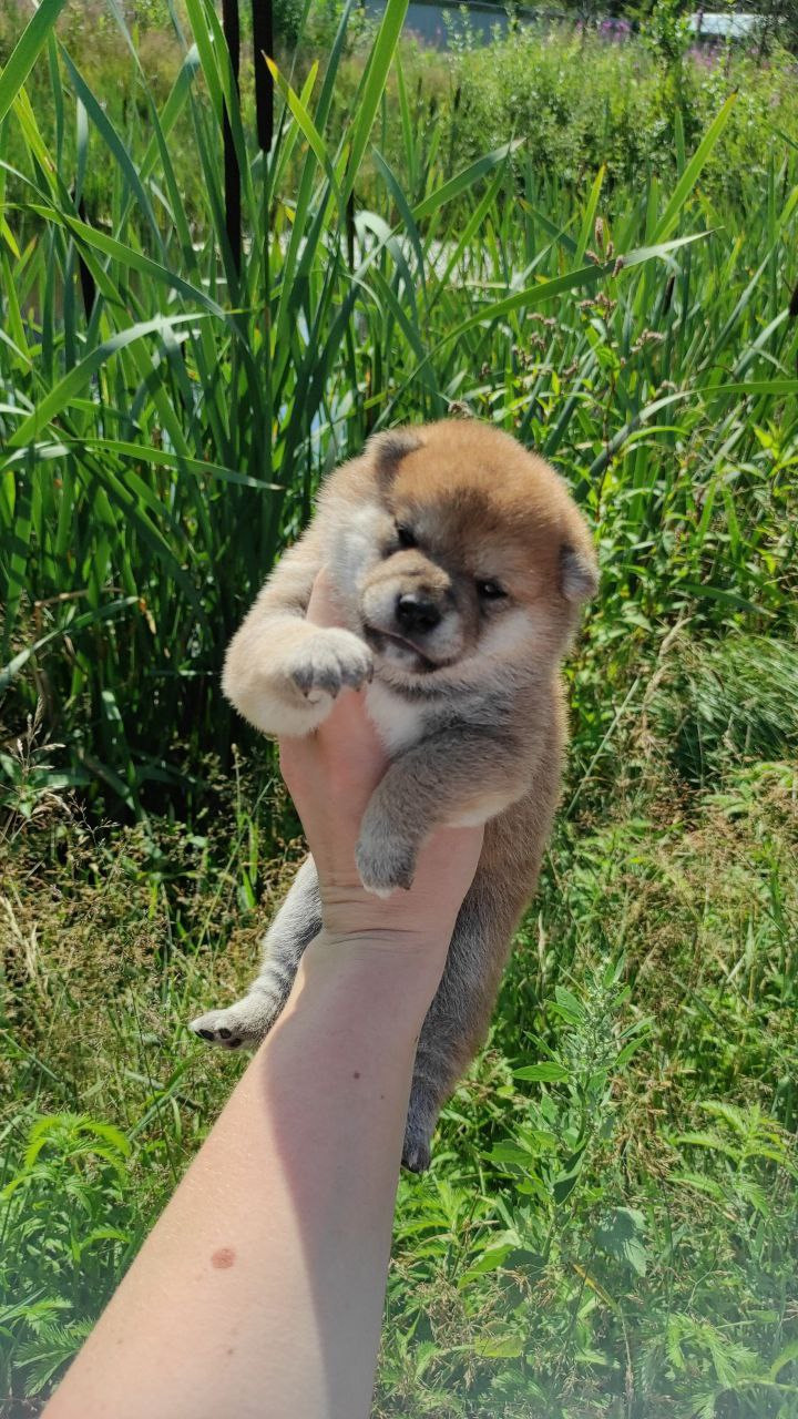 сиба питомник Рубилайт щенки на продажу rubylight  сиба щенки купить Шиба сиба-ину