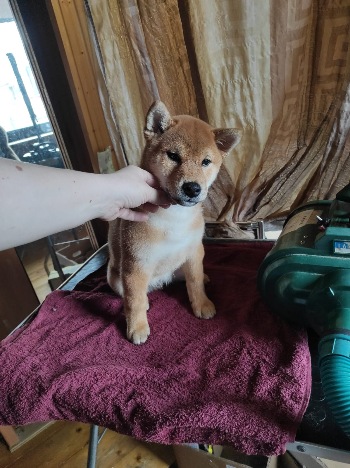 Сиба RUBYLIGHT Taddeus питомник Рубилайт 