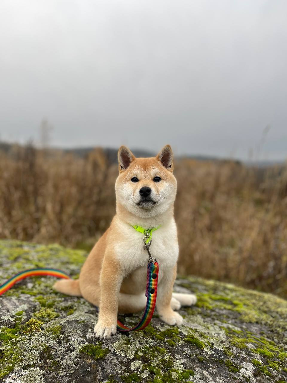 сиба питомник Рубилайт щенки на продажу rubylight  сиба щенки купить Шиба сиба-ину