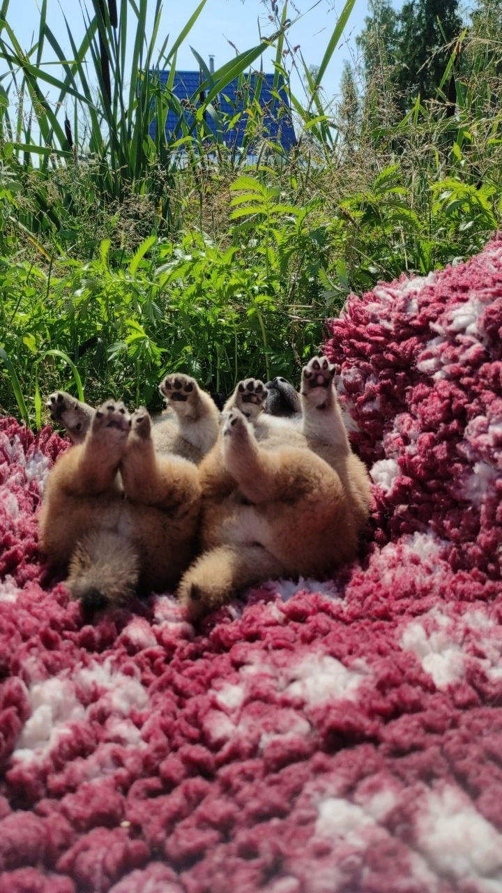 Сиба питомник Рубилайт помет Q