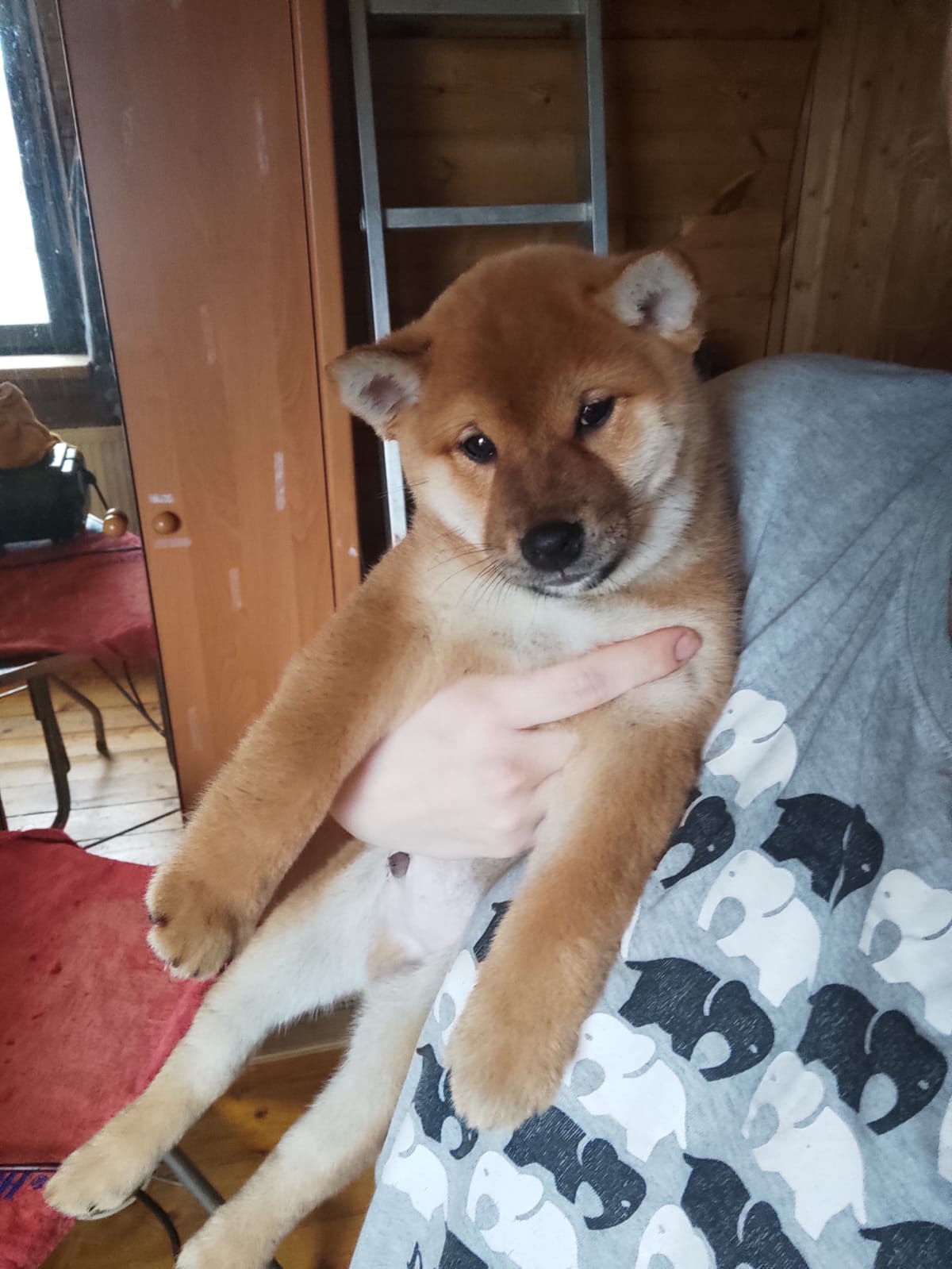 Сиба RUBYLIGHT Taddeus питомник Рубилайт 