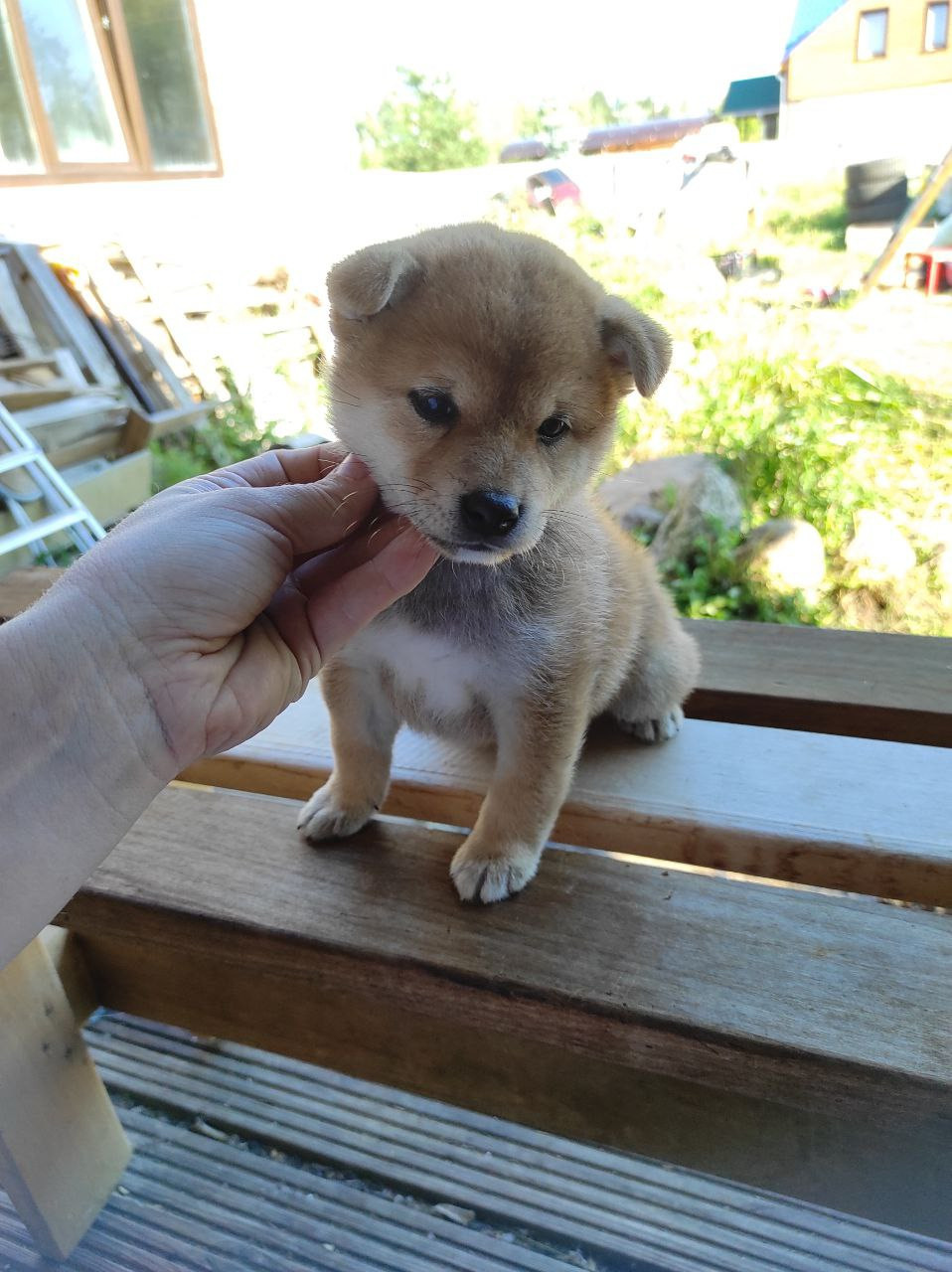 сиба питомник Рубилайт щенки на продажу rubylight  сиба щенки купить Шиба сиба-ину