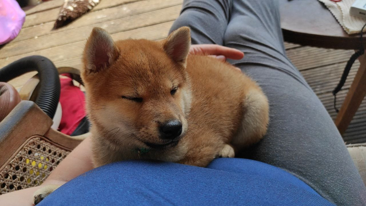 Сиба Rubylight Qiwi питомник Рубилайт 